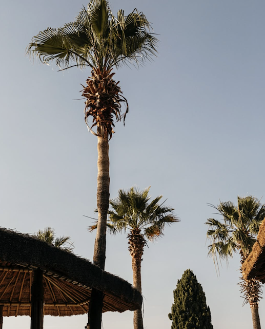 yuzu beach çeşme7
